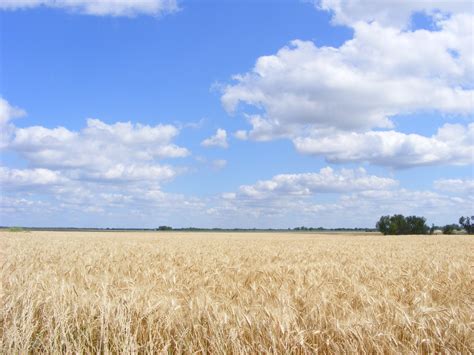 Wheat Field Free Stock Photo - Public Domain Pictures