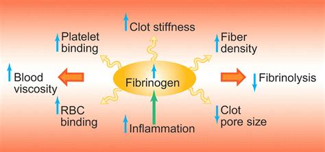 Fibrinogen - Health Jade