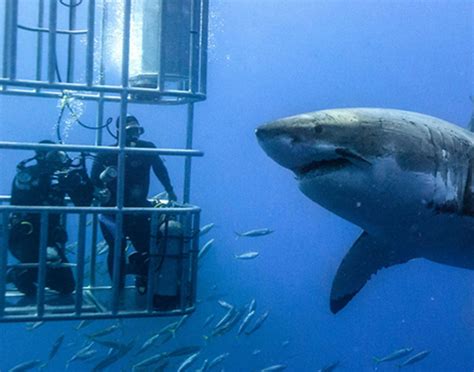 Things To Keep In Mind When Cage Diving With Sharks – DesertDivers