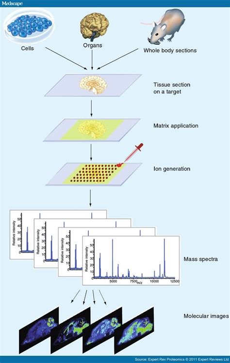 Single Cell Imaging Techniques