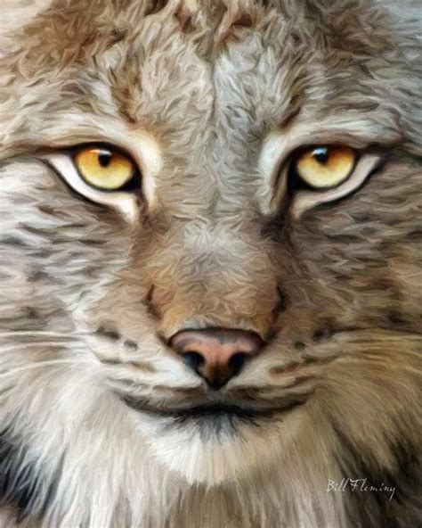 Bobcat Face Drawing at GetDrawings | Free download