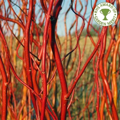 Salix Erythroflexuosa | Red Twisted or Tortured Willow Trees