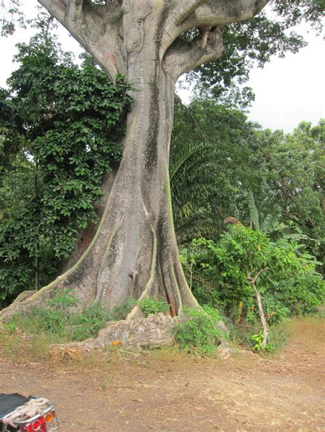 Ancient Maya Life: Ceiba: A Sacred Tree