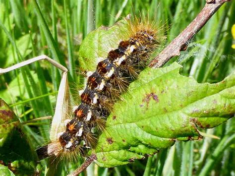 British moth caterpillar galleries | Wildlife Insight