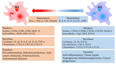 IJMS | Free Full-Text | Macrophage Polarity and Disease Control