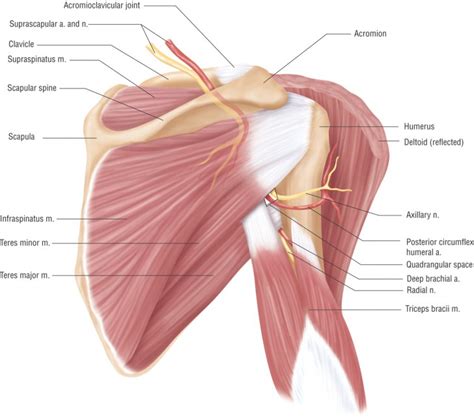 muscles of the shoulder girdle - ModernHeal.com