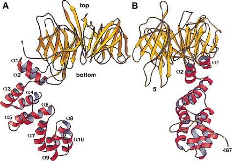 Figure 4 from Atomic Structure of Clathrin A β Propeller Terminal Domain Joins an α Zigzag ...