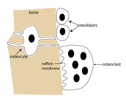 Bone Remodeling and Osteoporosis