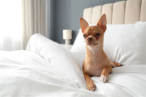 Best Pet-Friendly Hotels in Fort Lauderdale | TouristSecrets