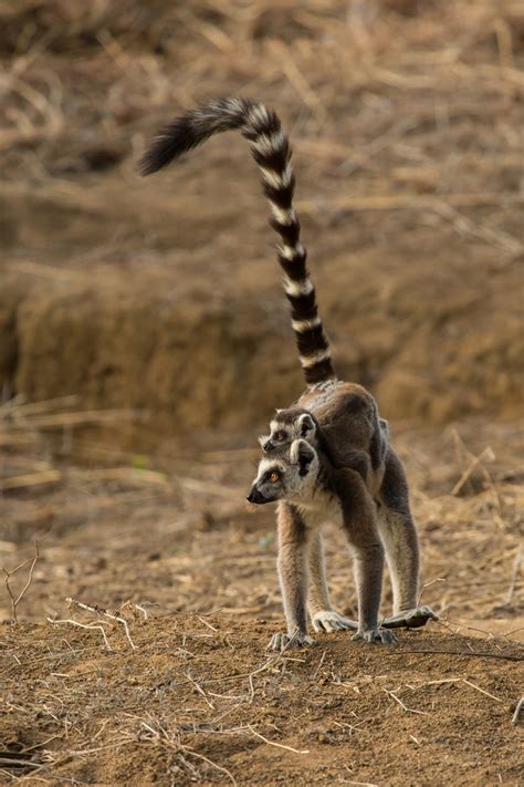 Lemur Baby & Mom