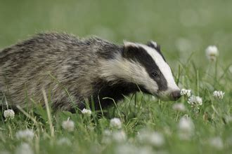 Home | Somerset Wildlife Trust