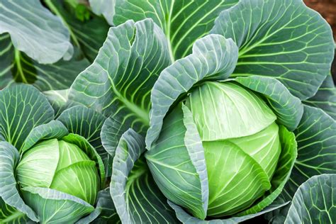 Shade Tolerant Vegetables for the Garden