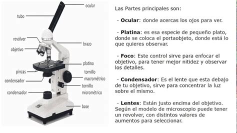 Partes Del Microscopio