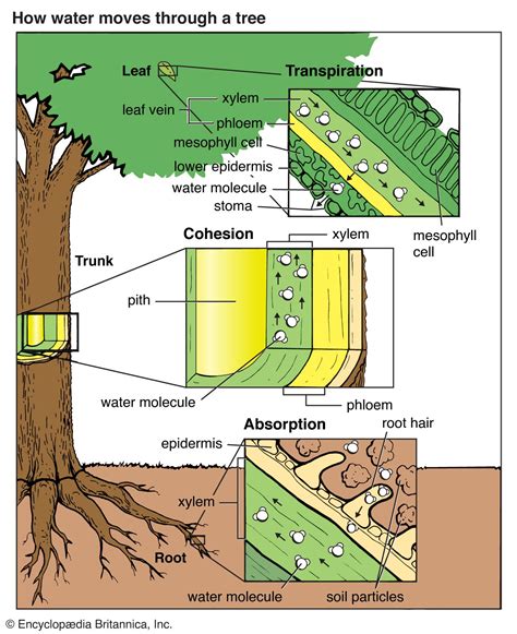 Water Cohesion Diagram