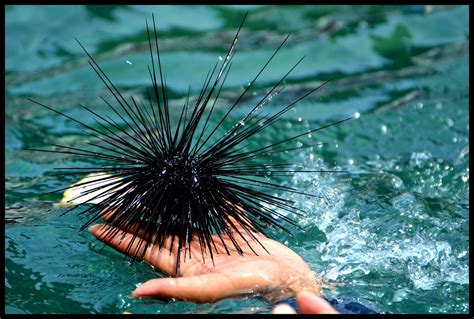 Concerned scientists probe sea urchin deaths in Caribbean