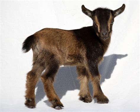 Nigerian Dwarf Goat Coat Patterns | Nigerian dwarf goats, Goat pics, Coat patterns