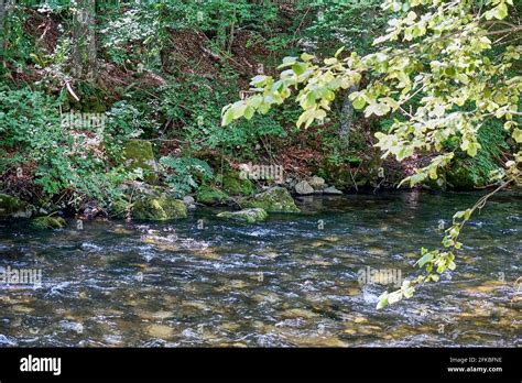 River flowing through the forest Stock Photo - Alamy