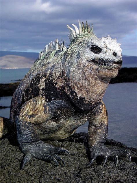 The marine iguanas found on the Galapagos are the only aquatic lizards ...