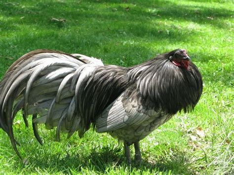 Rare Chicken Breeds | Found on cutiechickens.weebly.com | Pollos pequeños, Gallinas de traspatio ...