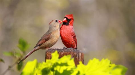 Species Spotlight: Northern Cardinal