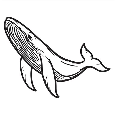 Line Art Vector, Humpback Whale, Clipart, Tribal Tattoos, Linear, White Background, Drawings ...