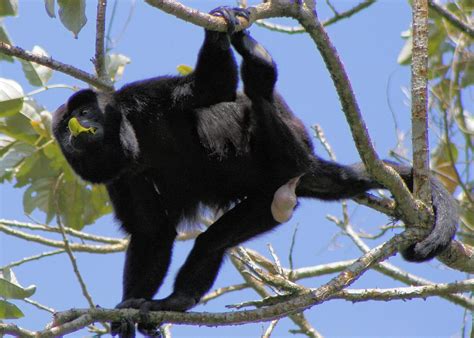 Some howler monkeys have huge balls, others have loud calls.