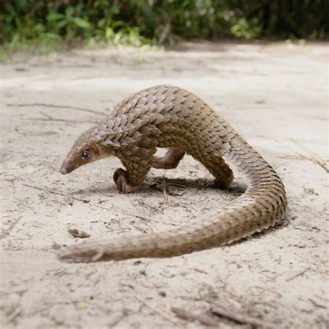 Baby pangolin picture - WildAid