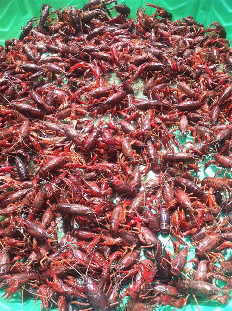 Live crawfish delivered to your door via the Louisiana Crawfish Company ...