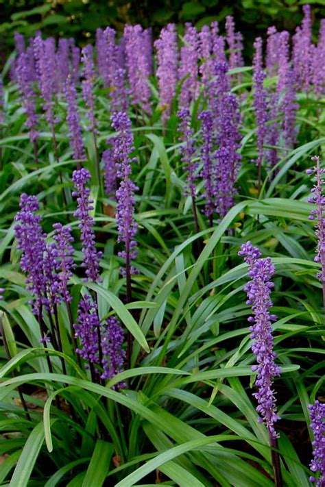 Buy Royal Purple Liriope (Lilyturf) | FREE SHIPPING | Wilson Bros Gardens | 1 Gallon Pot