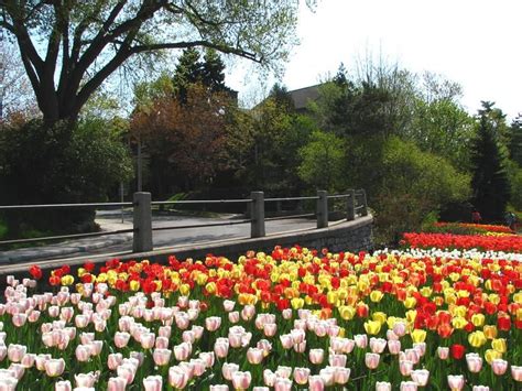 Tulip Festival, Ottawa | Tulip festival, Ottawa, Ottawa tulip festival