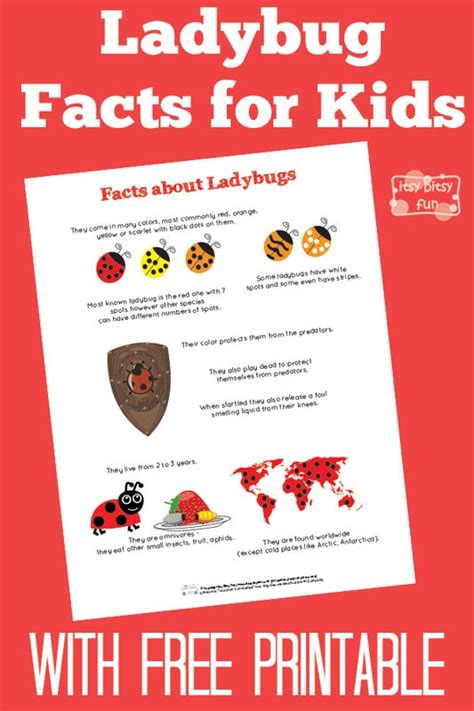 Ladybug Facts For Kids Printable