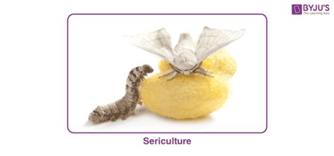 What is Sericulture? The Silkworm Rearing Process Explained!