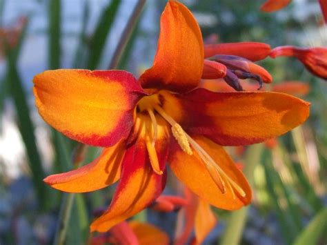 Crocosmia ‘Emily Mackenzie’ | Crocosmia, Plants, Plant combinations