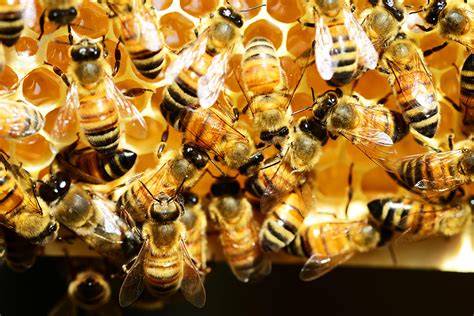 What Is A Group Of Bees Called? – Homesteading Hero