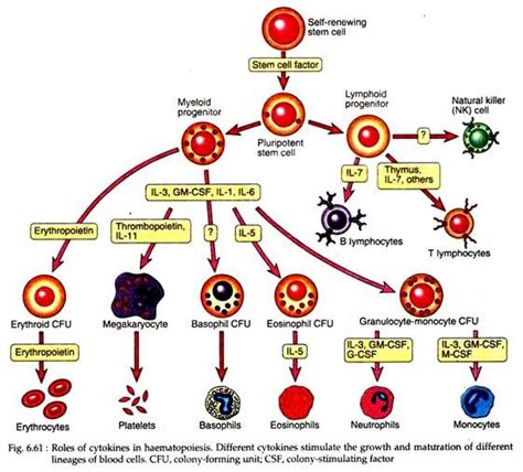 Cytokines: Meaning, Characteristics and Uses | Biology