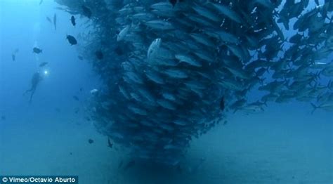 David and Goliath: Underwater photographer Octavio Aburto captures ...