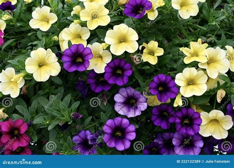 Million Bells Flowers stock image. Image of calibrachoa - 222122389