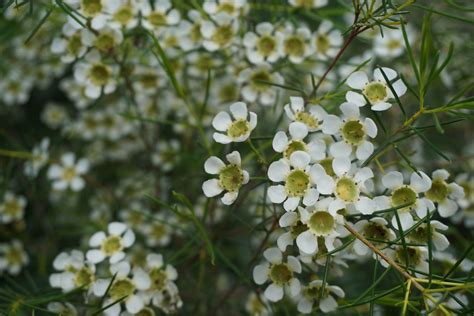 Add These Pretty White Flowers to Your Garden for a Beautiful Display | Wax flowers, White ...