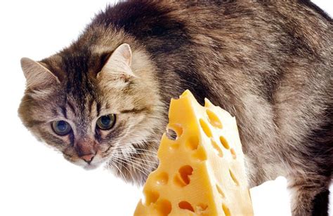 Can Cats Eat Cheese – Cat Breed Selector