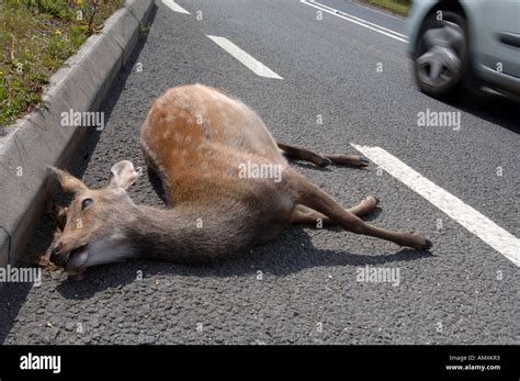 Deer killed on side of road, Dead deer on road, roadkill, Britain UK ...