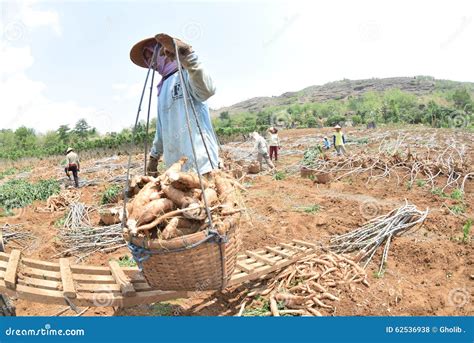 Harvesting cassava editorial stock photo. Image of harvesting - 62536938