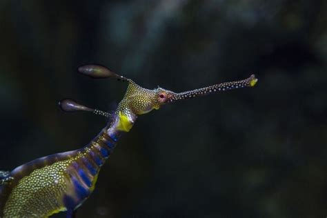 Common seadragon - Alchetron, The Free Social Encyclopedia