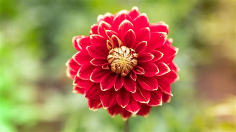 Download Nature Dahlia 4k Ultra HD Wallpaper