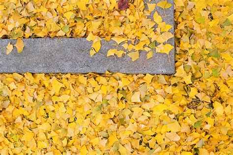 Yellow Leaves and Curb | Michael Williams | Flickr