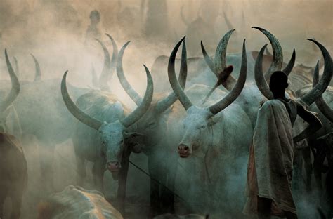 Dinka Cattle in Smoke, South Sudan