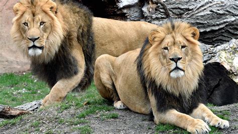 Step Away From ‘Tiger King’ and Meet the New Lions at Brookfield Zoo | Chicago News | WTTW