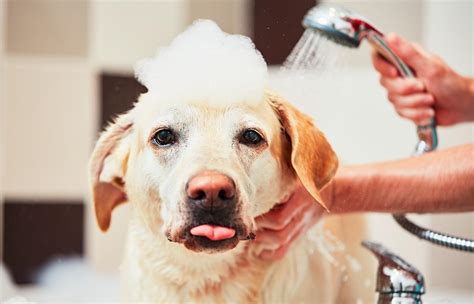 Top 12 Best Oatmeal Shampoos For Dogs in 2024 | PetStruggles