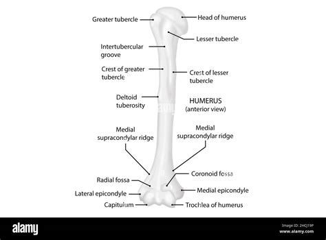 Humérus , vue antérieure, anatomie humaine Photo Stock - Alamy