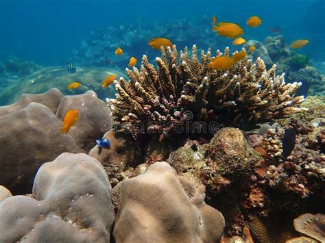 Marine Life Under Sea Water, Underwater Landscape Photography Stock Image - Image of people ...