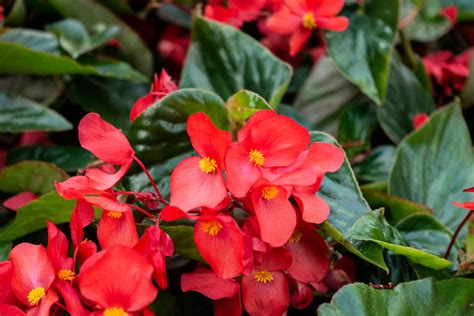 Plant Facts | Begonia